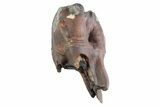 Fossil Woolly Rhino (Coelodonta) Tooth - Siberia #370965-1